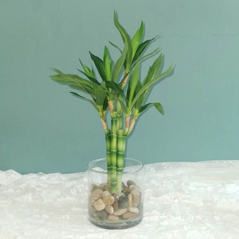 Aquarium Plant In Pot - Nouveau 40cm rFtificial chanceux bambou succulente