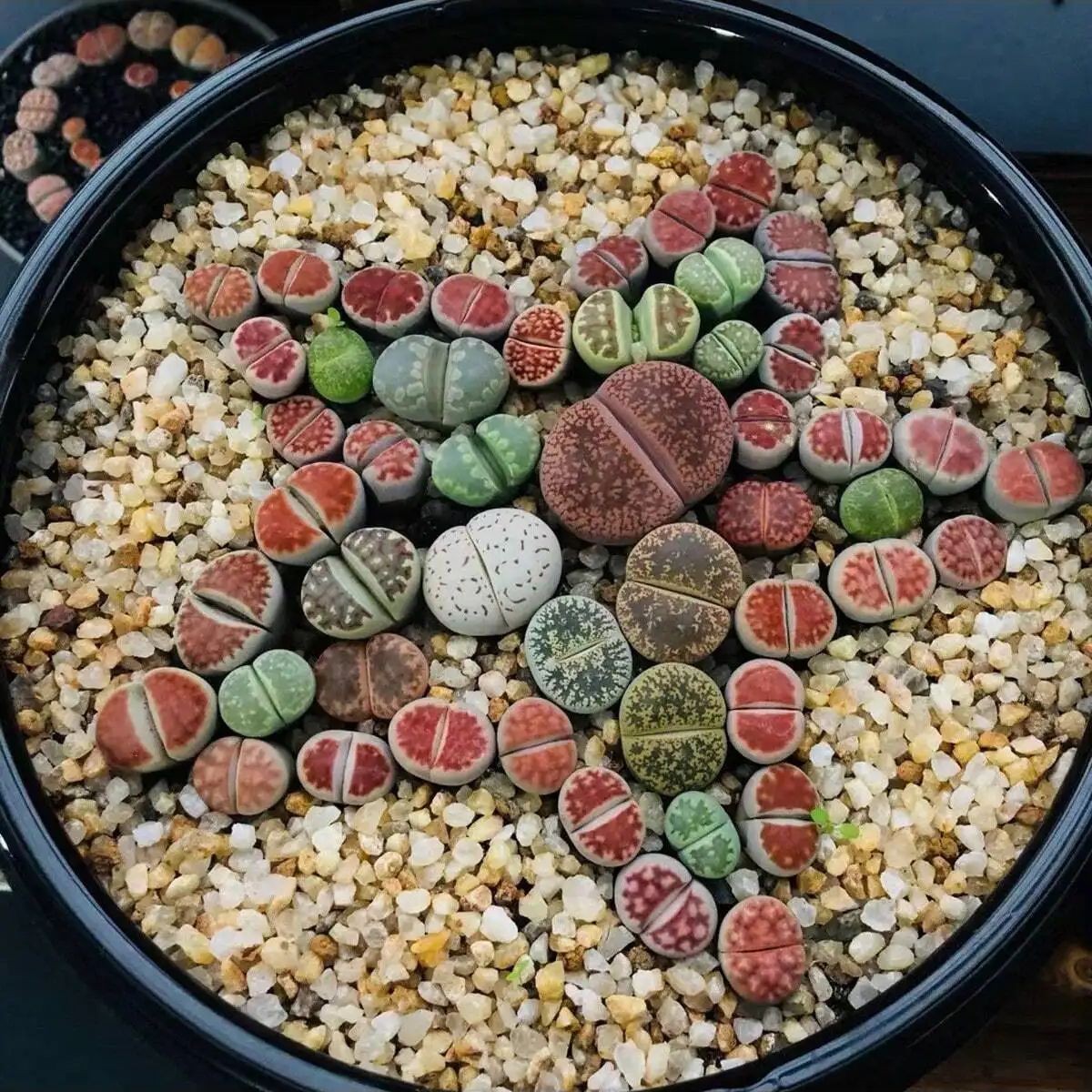 Pierre de gravier en cristaux  - Aquarium Planted Sand avis et prix