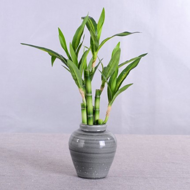 Nouveau 40cm rFtificial chance - Aquarium Plant In Pot avis et prix