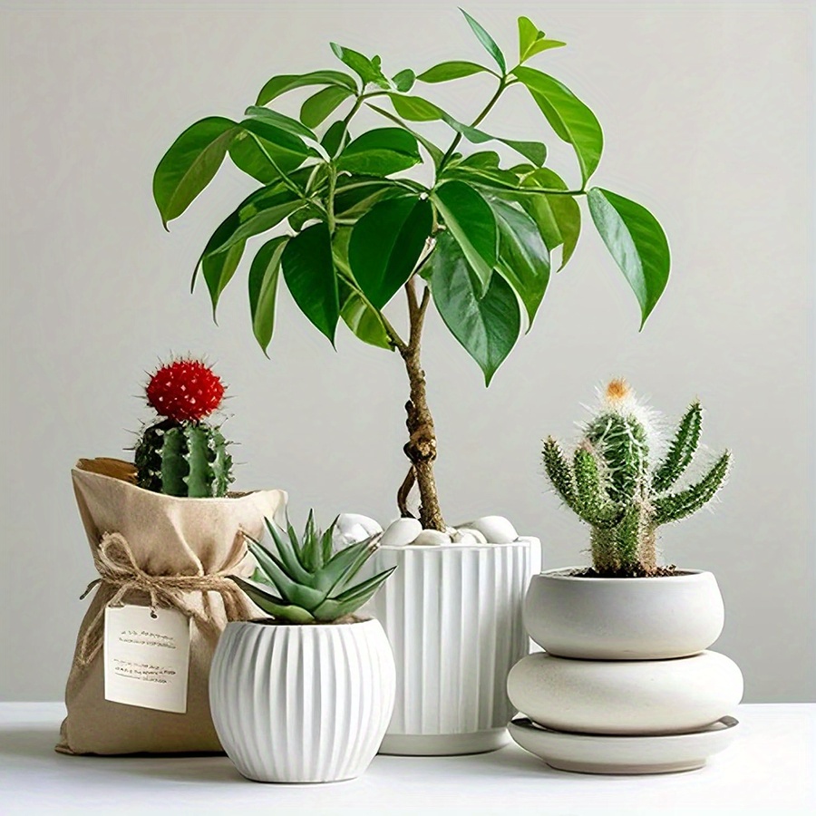 Cerfsets naturels blancs haute - Aquarium Plant In Pot avis et prix