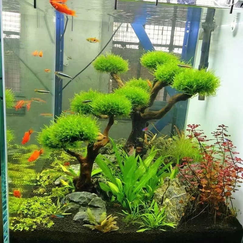 Cadre en bois de verdissement  - Aquarium Planted Tree avis et prix