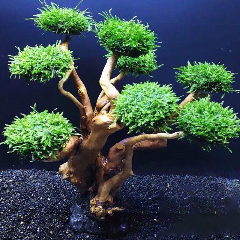 Cadre en bois de verdissement  - Aquarium Planted Tree avis et prix