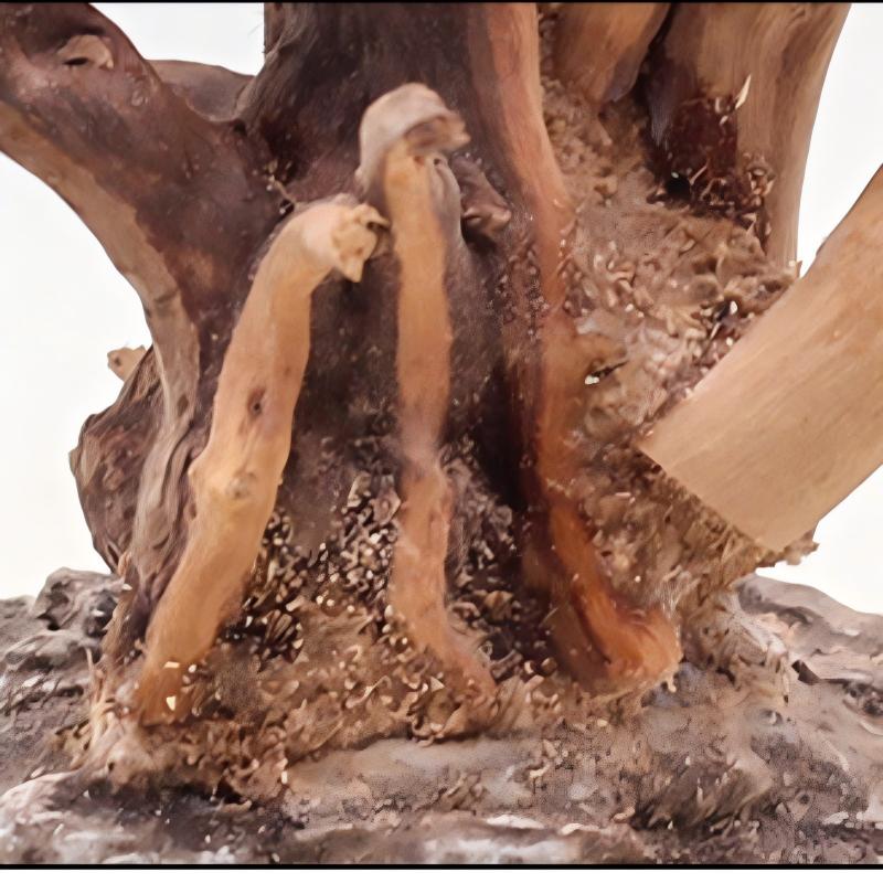 Ornements en bois pour aménage - Aquarium Planted Tree avis et prix